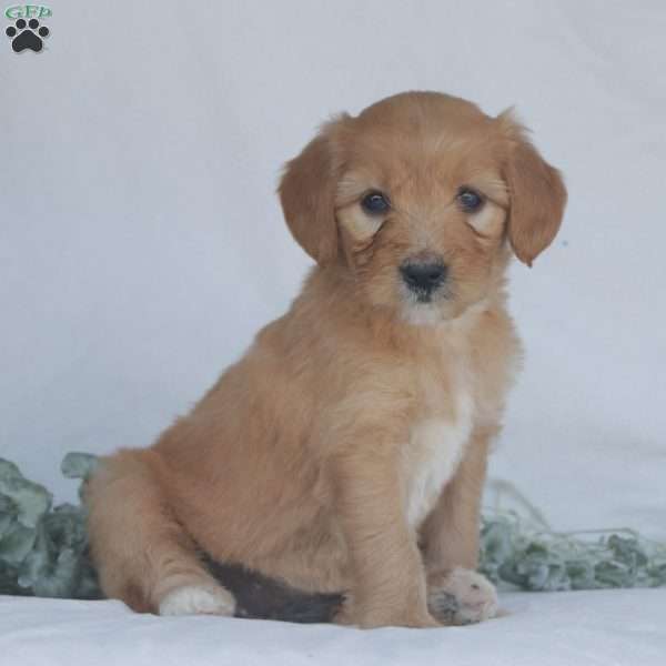 Flicka, Goldendoodle Puppy